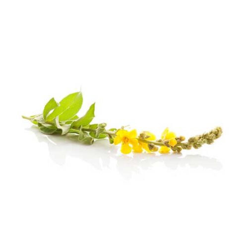  Mullein - Podcast Follow-Up